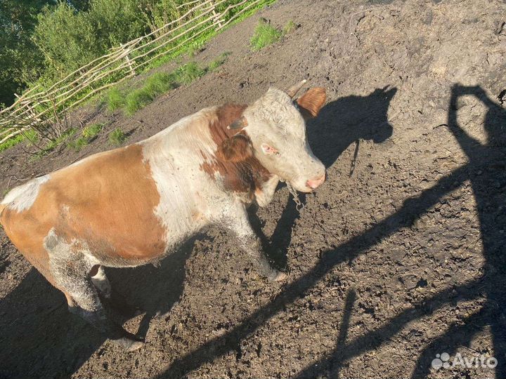 Быки на племя