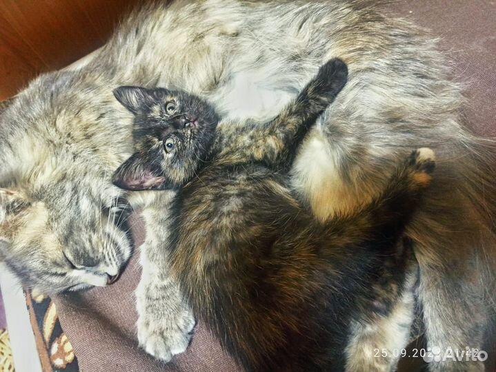 Трехцветный котенок девочка
