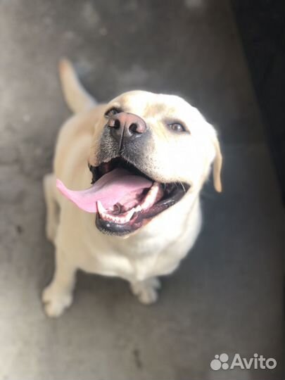 Кобель лабрадора вязка