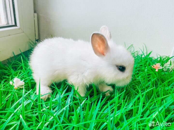 Карликовые крольчата - Большой выбор крольчат