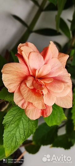 Бегония и бугенвилия