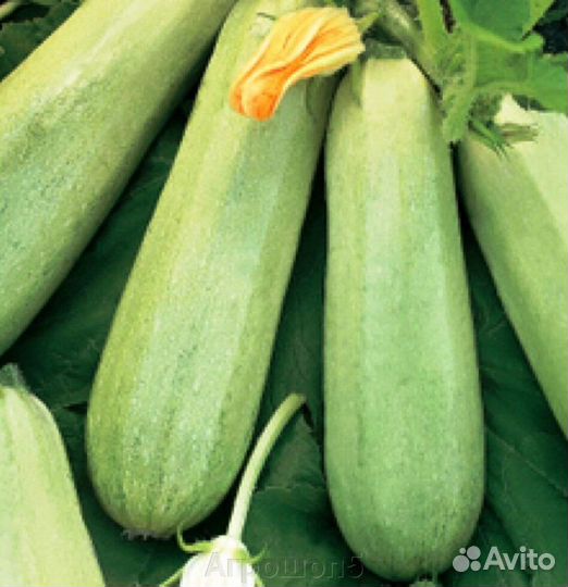 Семена кабачка Горный 1 кг