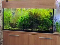 Набор аквариумных растений