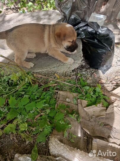 Щенок в добрые руки