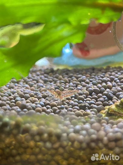 Аквариумные креветки