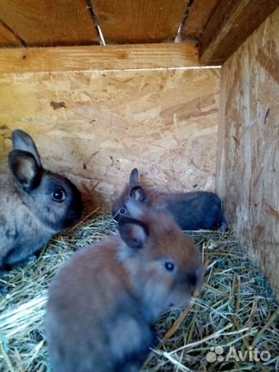 Кролик декоративный