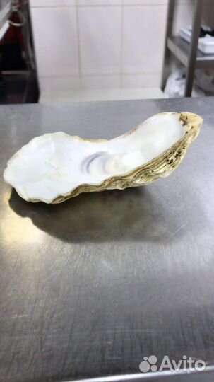 Ракушка Устрицы
