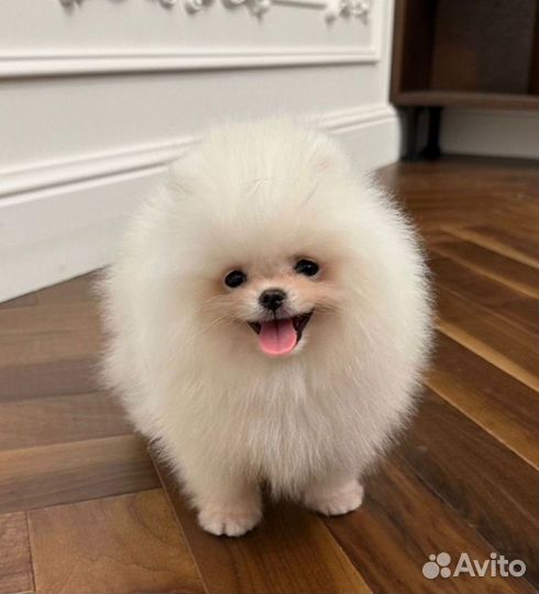 Померанский шпиц