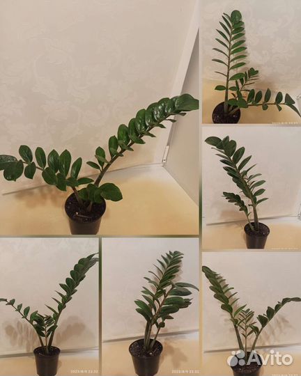 Цветы для дома