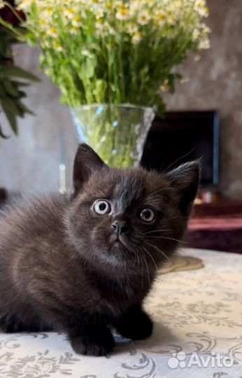 Котенок 2 месяца, мальчик. Отдам в добрые руки