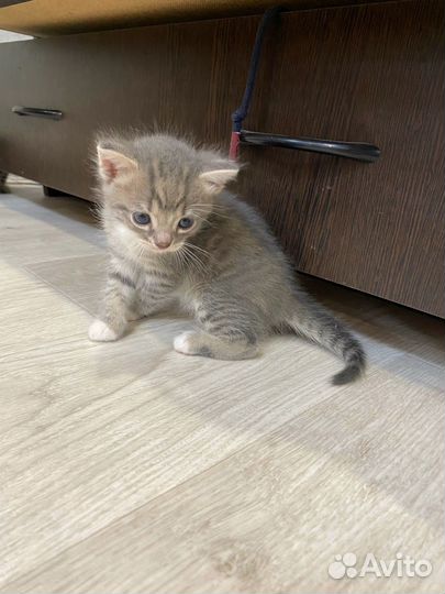 Котята красивого окраса