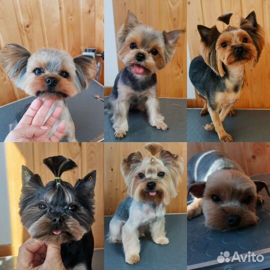 Стрижка собак и кошек