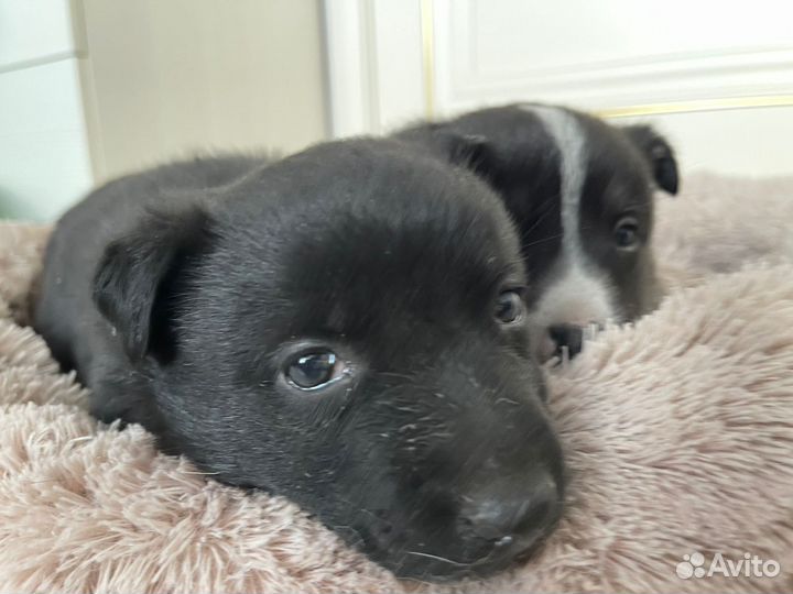 Щенок маленькой собаки