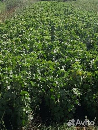 Саженцы черной смородины