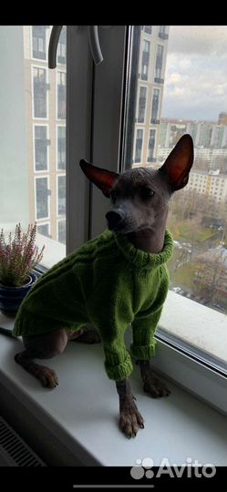 Вязка,случка ксоло Xolo ксолоитскуинтли