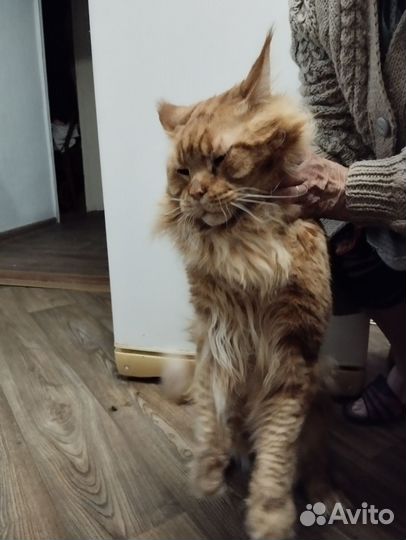 Мейн-кун