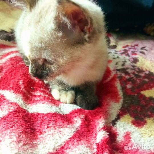 Котятки в дар