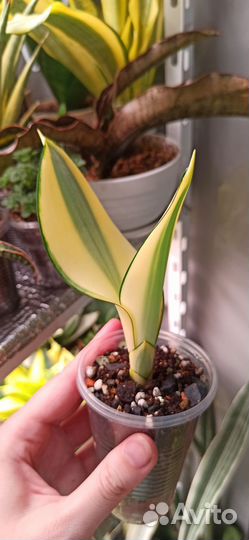 Сансевиерии часть 1