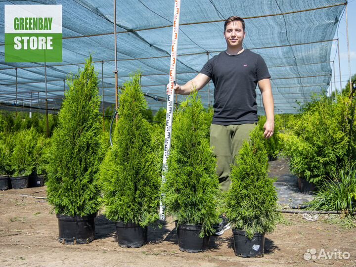 Туи смарагд 1 м свежая копка 2023
