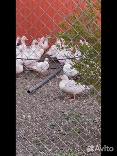 Мускусные утки, тяжелой линии, утята