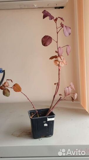 Гибискус сирийский