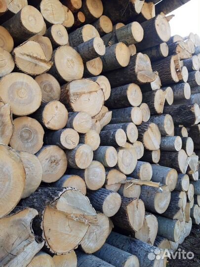 Пиловочник осина