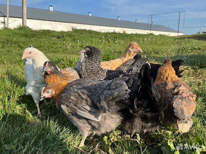 Куры-Молодка с Доставкой до вас