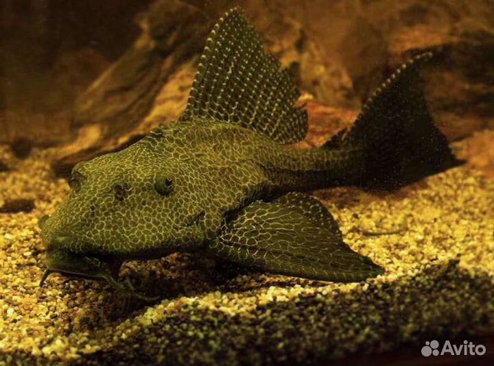 Сом птеригоплихт порчевик