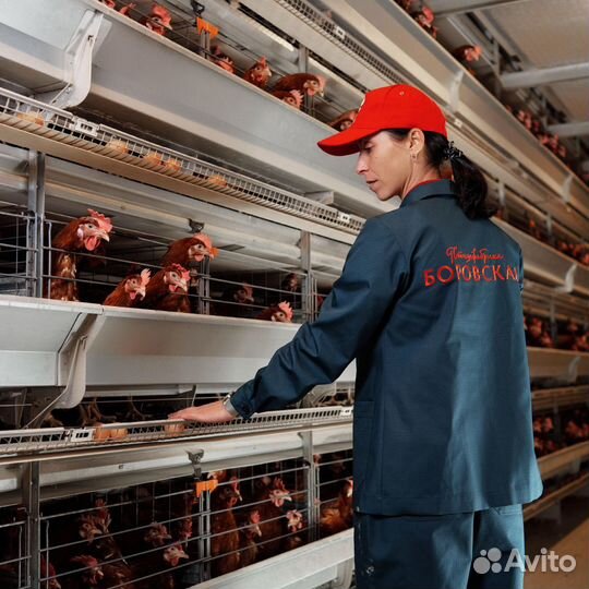 Подсобный рабочий на вакцинации птицы