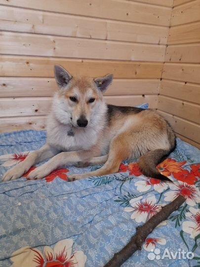 Собака в добрые руки