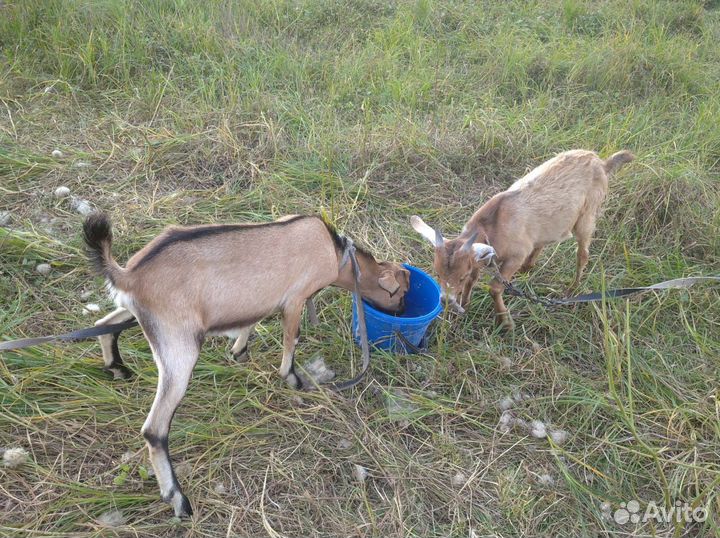 Ягненок,и нубийские козлята на племя