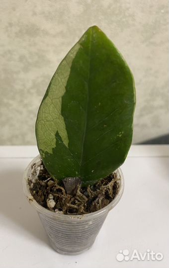 Замиокулькас черный равен, лист вариегатный