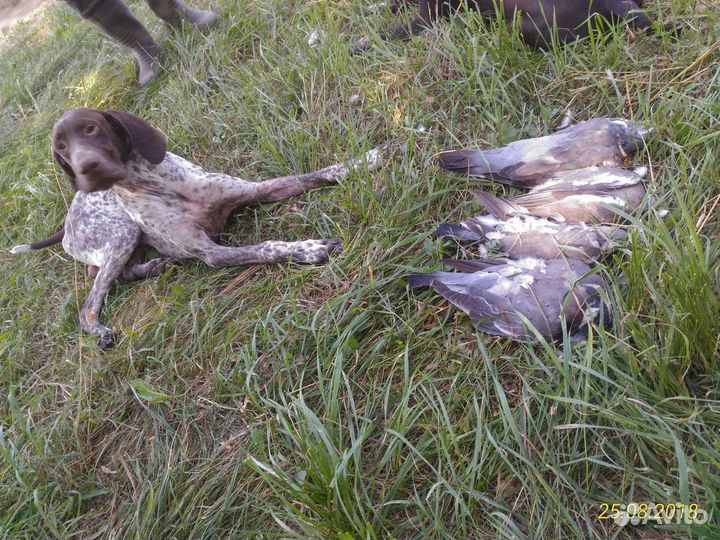 Курцхаар вязка