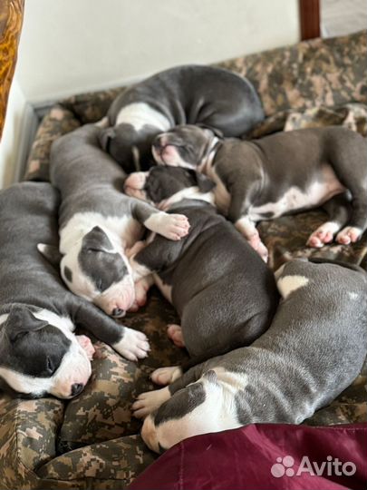 Щенки американского стаффордширского терьера аст