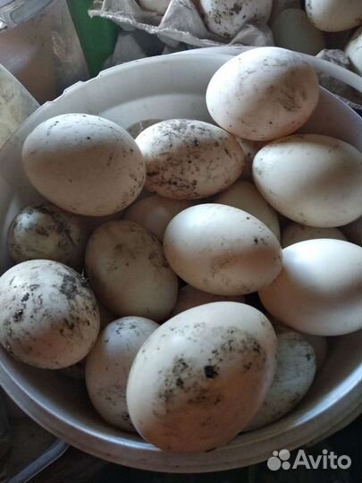 Инкубационное яйцо индоутки,утки,гуси