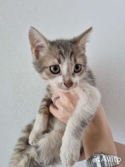 Котик в добрые руки