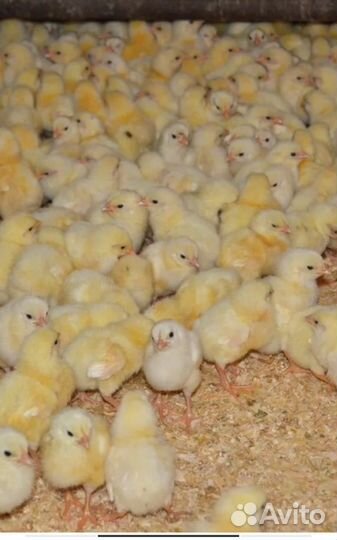 Цыплята бройлеры, утята,муларды