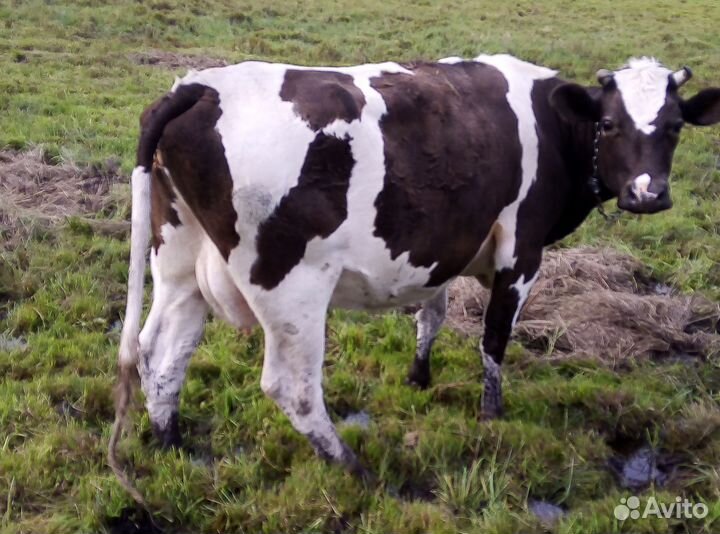 Продается дойная корова