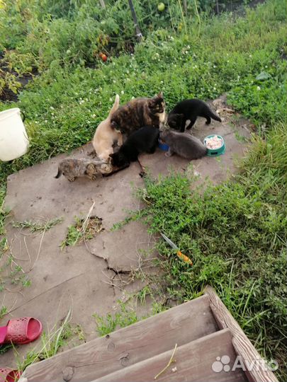 Котята ищут дом