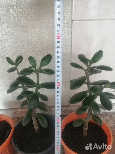 Толстянка (денежное дерево)