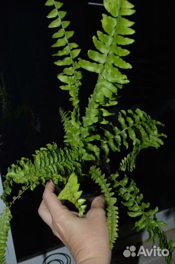 Папоротник нефролепис
