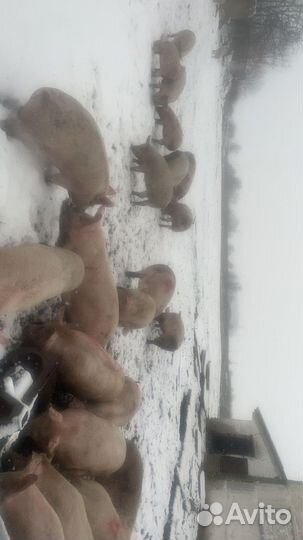 Мясо свинина