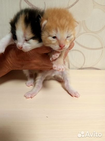 Котик и кошечка