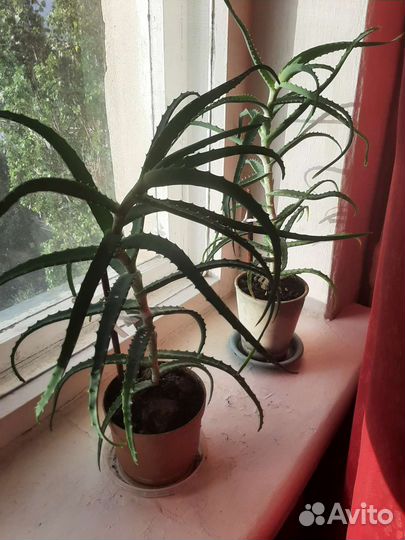 Алоэ лечебный 3года