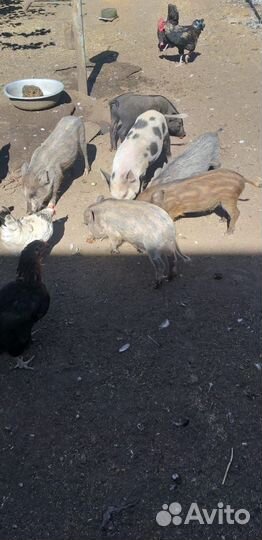 Вьетнамские поросята