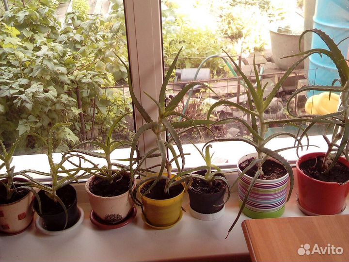 Алоэ лечебный