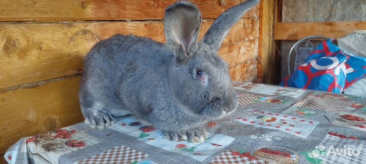 Кролик самец