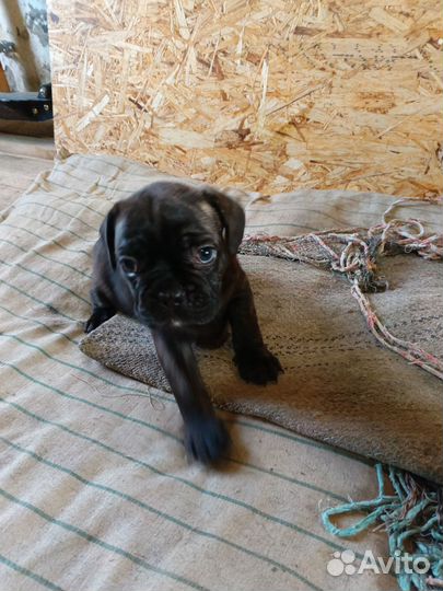 Французский бульдог щенки
