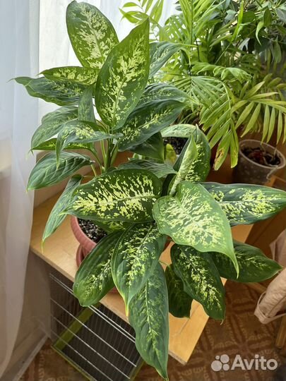 Комнатные растения