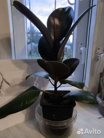 Фикус каучуконосный эластика